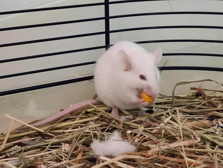 Lire la suite à propos de l’article BIANCA