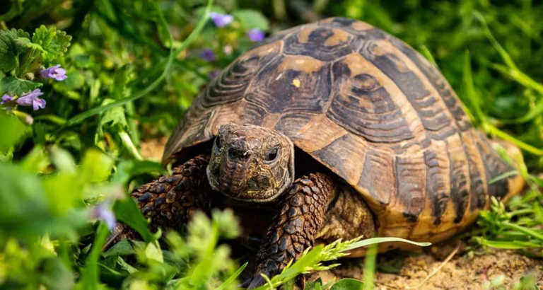 Lire la suite à propos de l’article CAROLINE