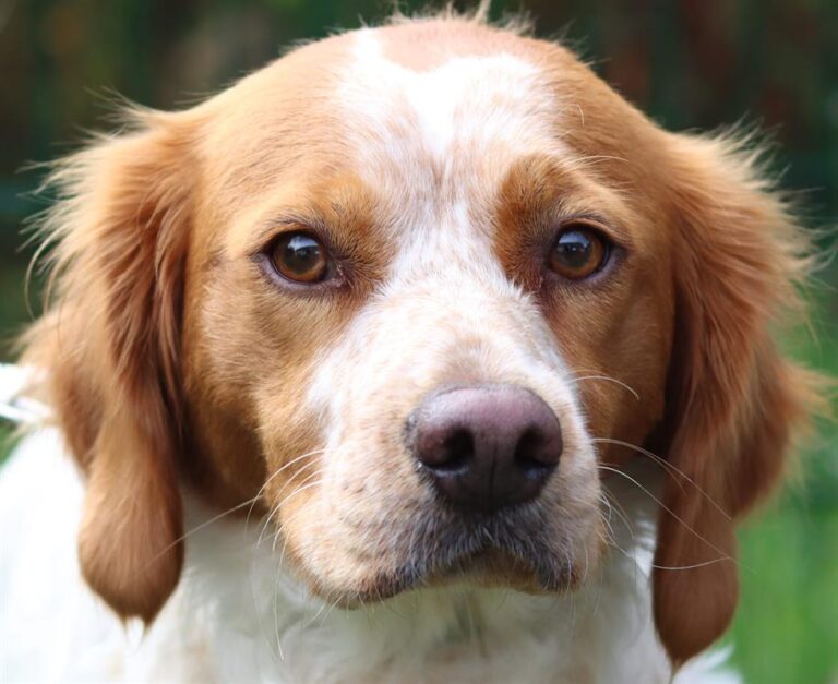 Lire la suite à propos de l’article STUKA